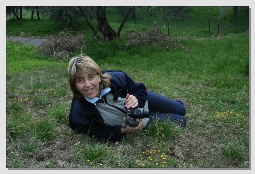 Ophrys sphegodes